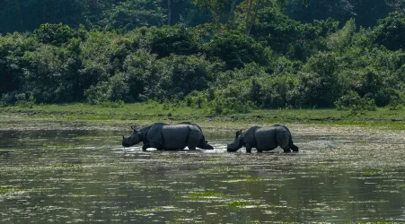 Exploring the Wildlife of India 